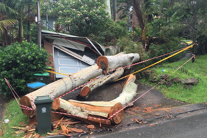 Emergency Tree Removal Sydney