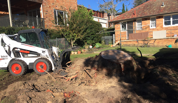 Kurrajong tree loppers