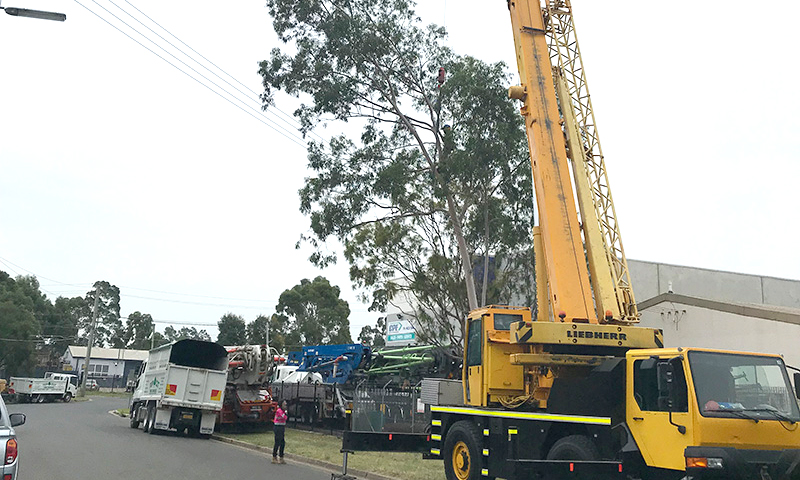 Tree removal Castle hill