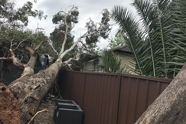 Tree removal Kurrajong