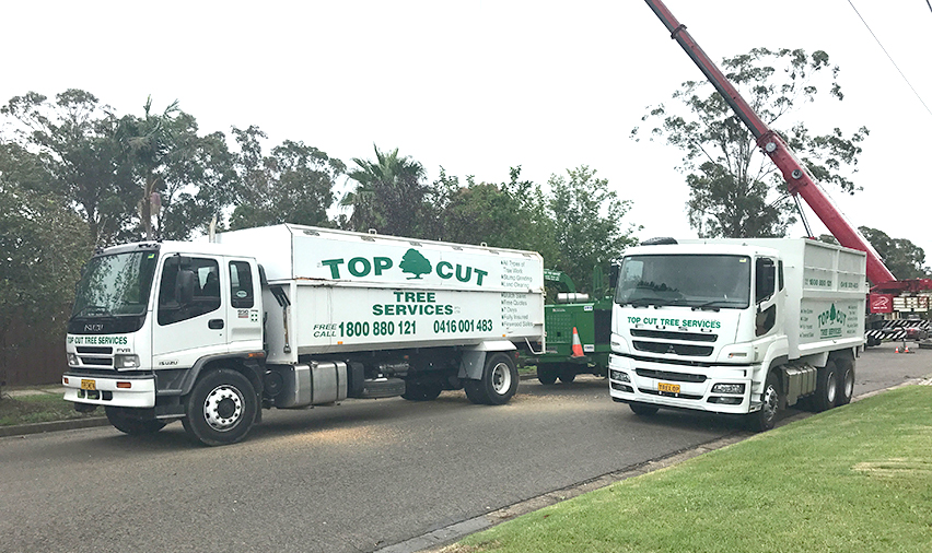 Tree removal Richmond