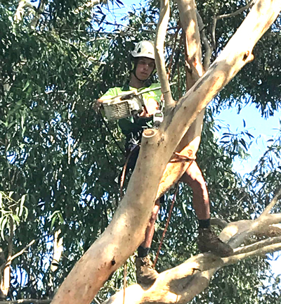 Tree Prunning