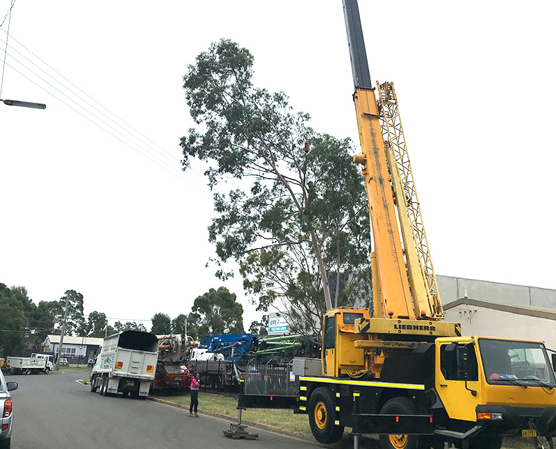 Tree removal Hornsby