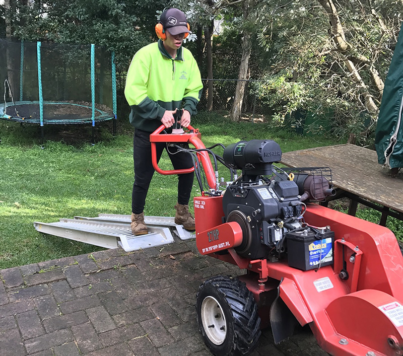 Palm Tree Stump Removal