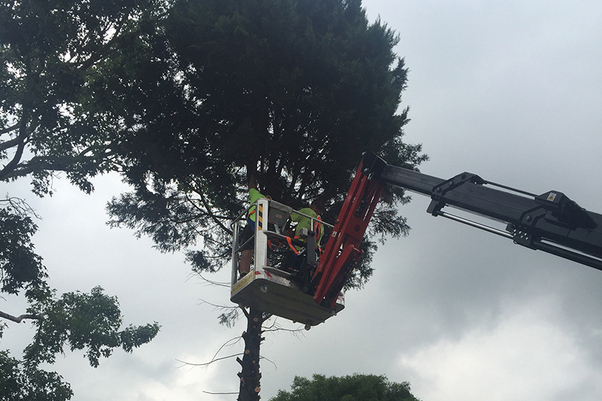 Kenthurst tree loppers