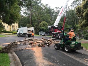 Tree removal in west pennant hills