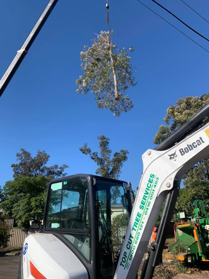Gallery Top Cut Tree Services