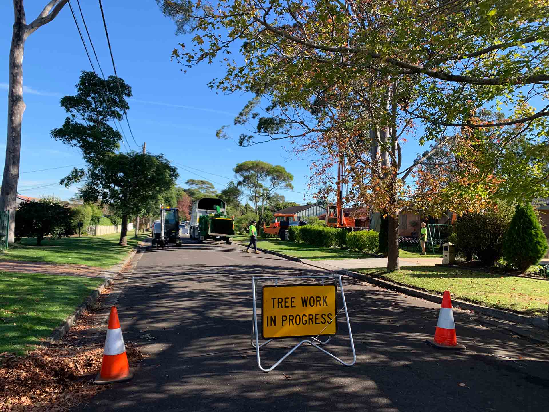 Professional tree removal near Frenchs Forest NSW