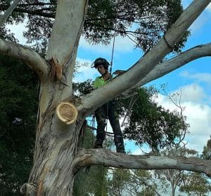 Ryan Butler Arborist | Top Cut Tree Services